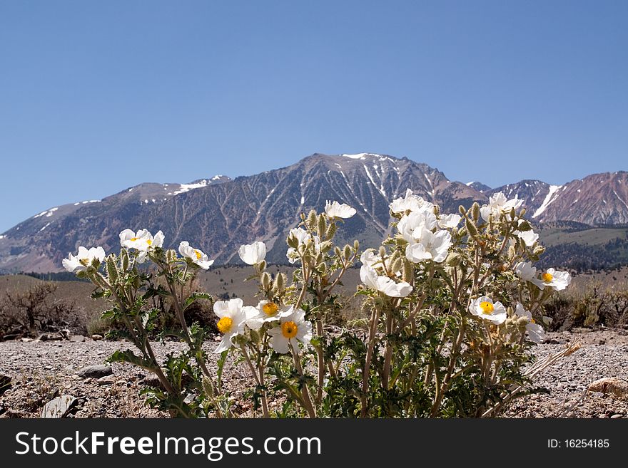 Sierra Nevada mountains in California. Sierra Nevada mountains in California