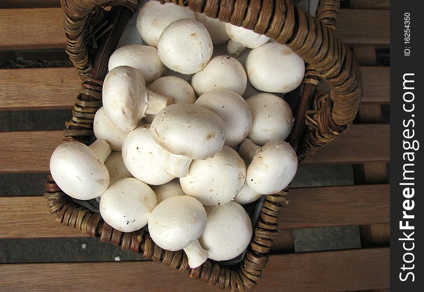 Basket full of mushrooms in the garden
