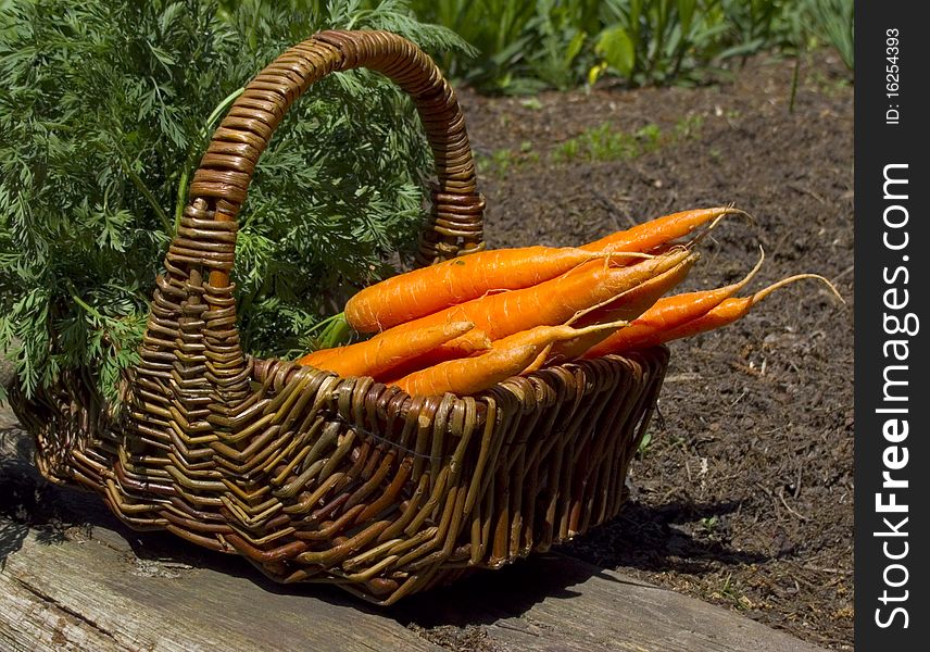 Basket full of carrots in the garden
