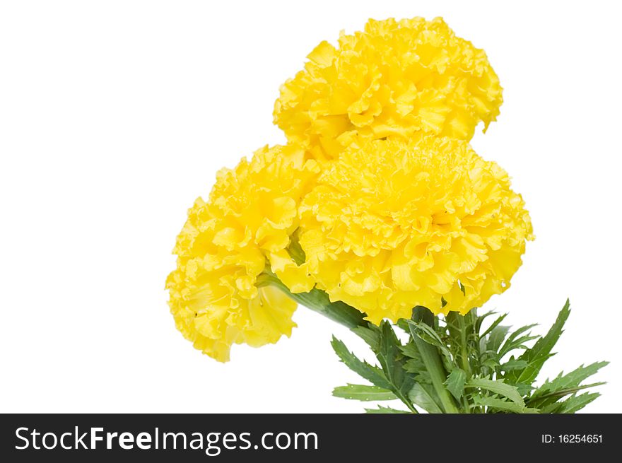 Beautiful flowers isolated on white background