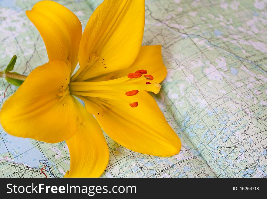 The yellow lily lays on a map of district. The yellow lily lays on a map of district