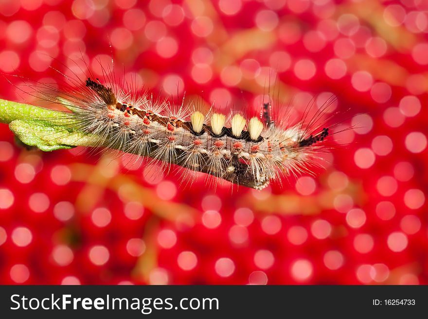 Shaggy caterpillar on a branch on the dim red background
