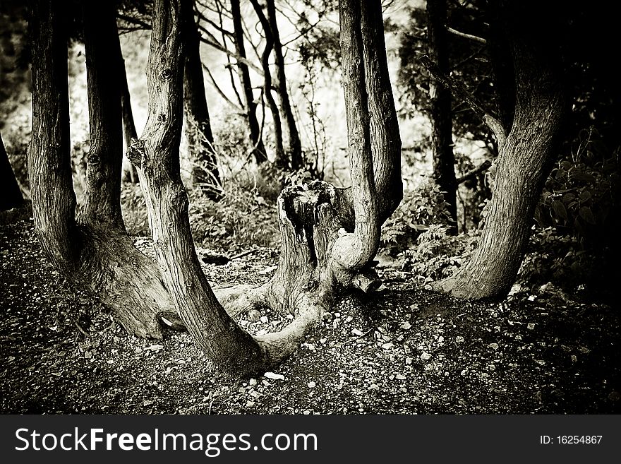 Tree abstract in Nainital, India