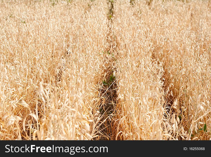 The ears of a mature oats ready to harvesting