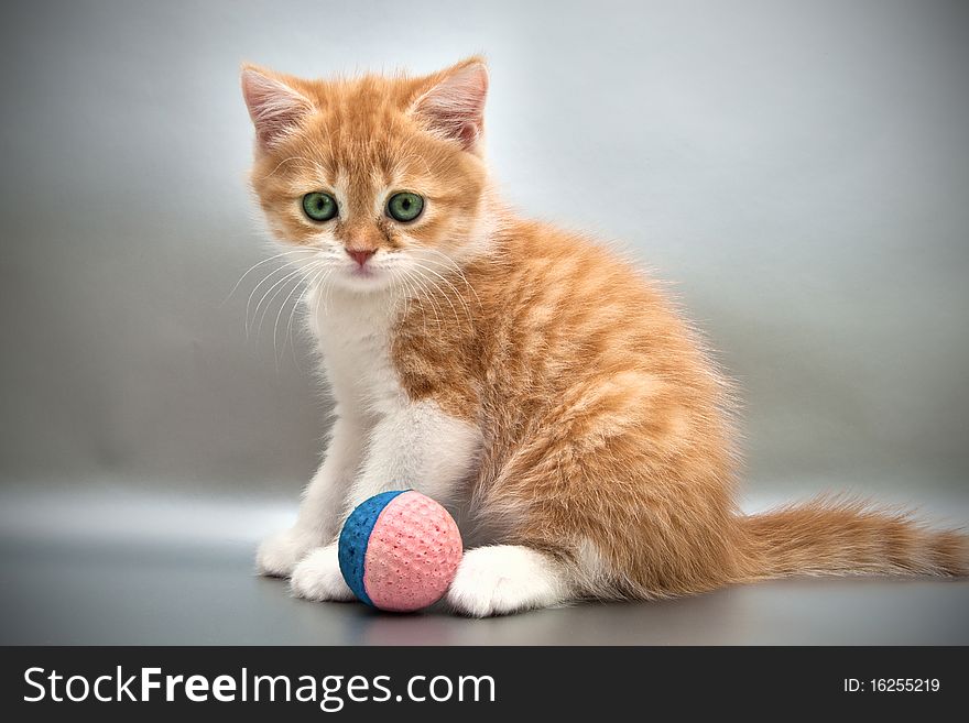 Red kitten with a ball on a gray background