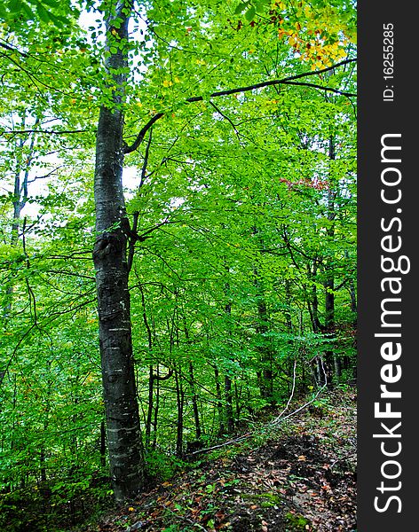 A tree in the Cozia National Park, Valcea county, Romania. A tree in the Cozia National Park, Valcea county, Romania