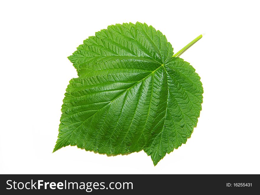 Green small leaf on the white background