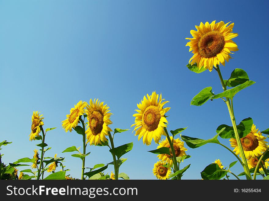 Field of sunflowers and blue sun sky