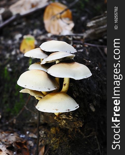 Toadstools on root