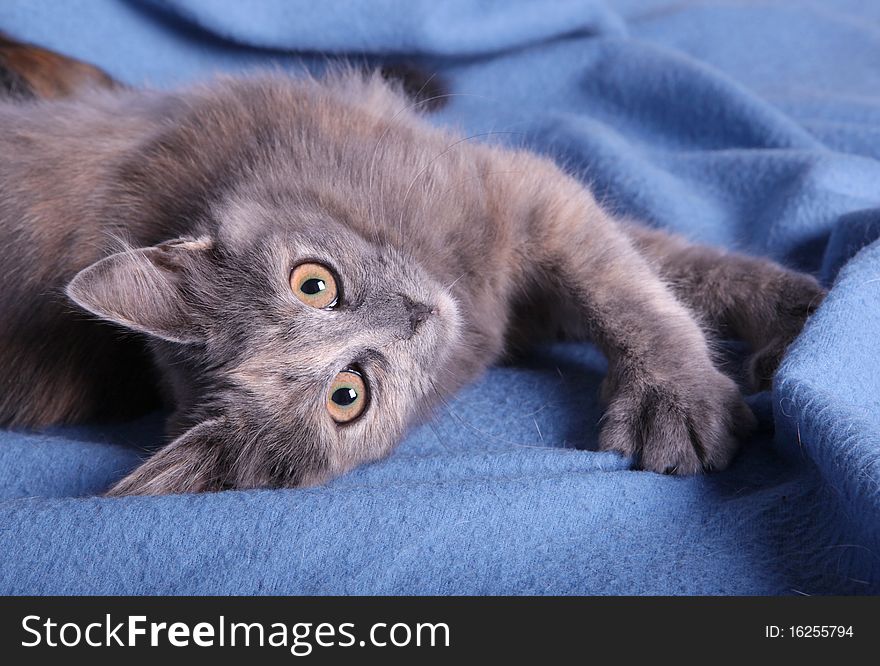 Cute kitten lying on a blue blanket. Cute kitten lying on a blue blanket