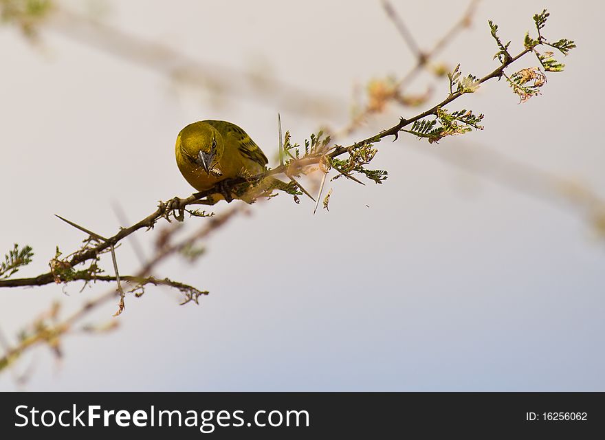 HeuglinÂ´s Masked Weaver With Spider