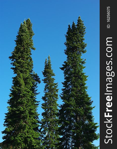 Three spruce on blue sky background