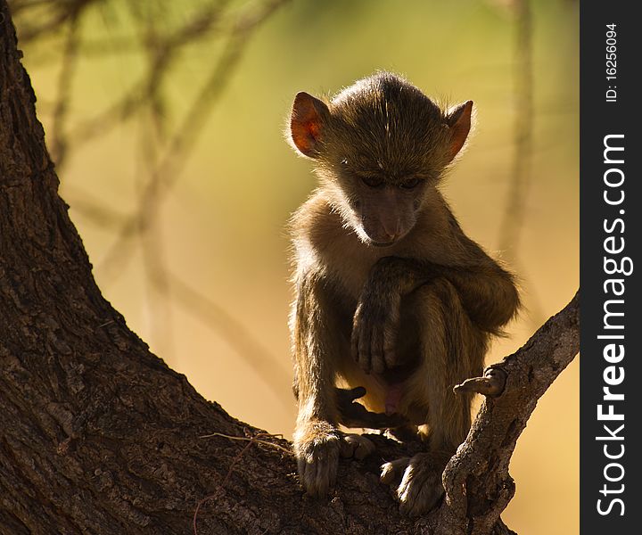 A Thoughtful Baby Baboon