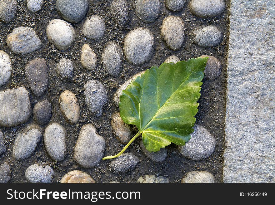 Green leaf on the cobbled stada