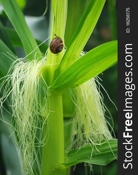 Snail climbing on the corn stalk. Snail climbing on the corn stalk