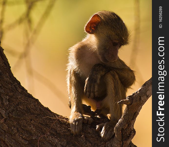 A normally playful young baboon can´t stand the heat at midday and has to imitate the elder baboons and relax. A normally playful young baboon can´t stand the heat at midday and has to imitate the elder baboons and relax.