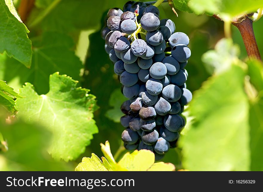 Mature grapes on vineyard at Portugal. Mature grapes on vineyard at Portugal.