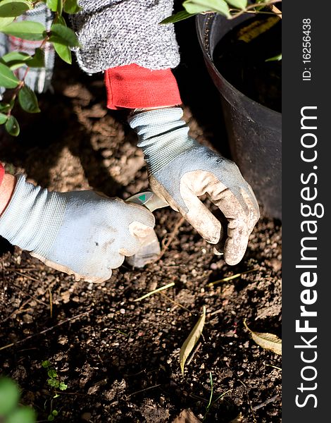 Gardener pushing and twisting a dibber tool to plant flower bulbs in flowerbed while wearing gardening gloves. Gardener pushing and twisting a dibber tool to plant flower bulbs in flowerbed while wearing gardening gloves.