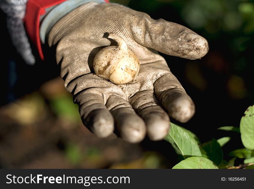 Gardener presenting a flower bulb in the palm of their hand while wearing gardening gloves. Gardener presenting a flower bulb in the palm of their hand while wearing gardening gloves.