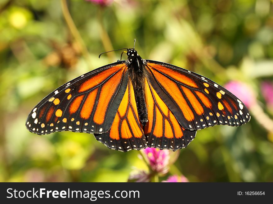 Monarch Butterfly  (Danaus Plexippus)