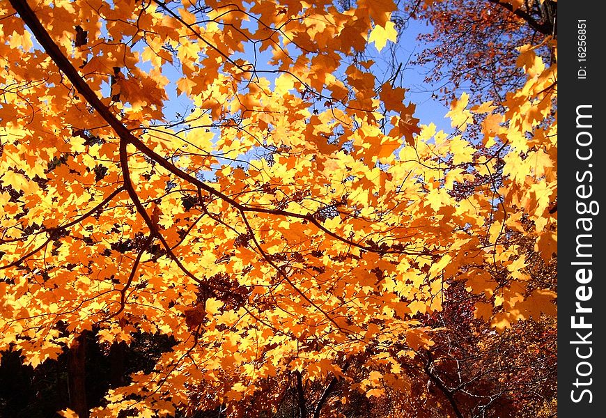 Bright yellows and oranges from the sun shining through maple leaves in the fall. Bright yellows and oranges from the sun shining through maple leaves in the fall