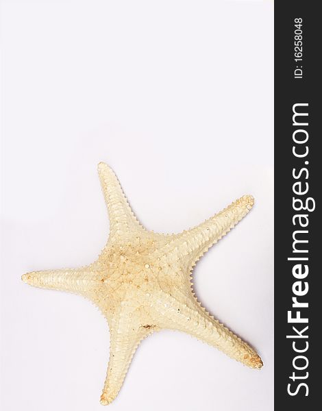 The starfish on white background