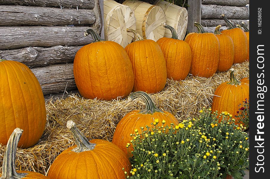 Pumpkins on display outside log barn. Pumpkins on display outside log barn