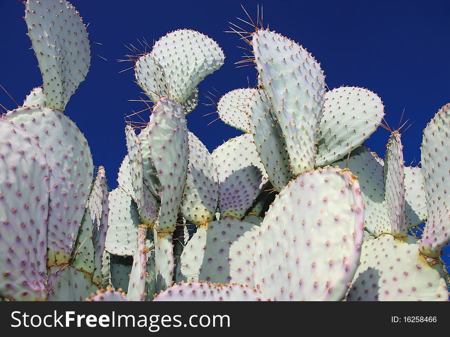 Purple Cactus during sunny day in Arizona