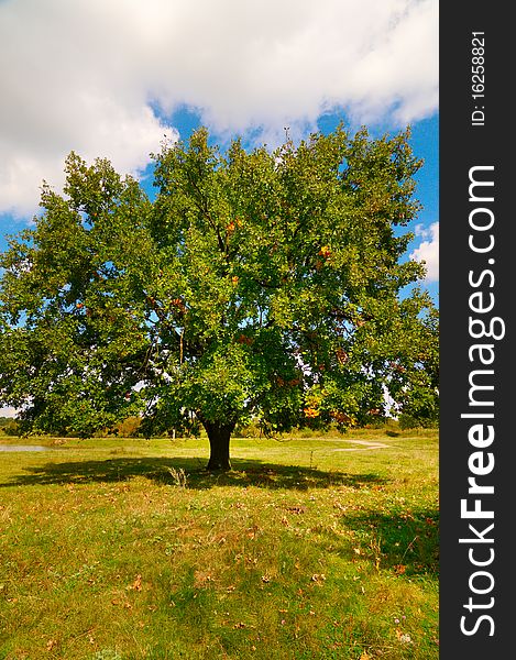 Wonderful Alone Large Oak Tree By Autumn.