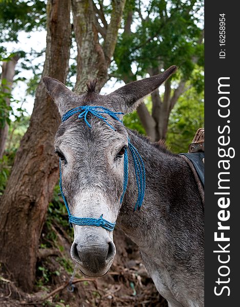 The picture of the donkey from Nicaragua. The picture of the donkey from Nicaragua