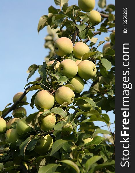 Branch of an apple-tree with ripe apples against the blue sky. Branch of an apple-tree with ripe apples against the blue sky