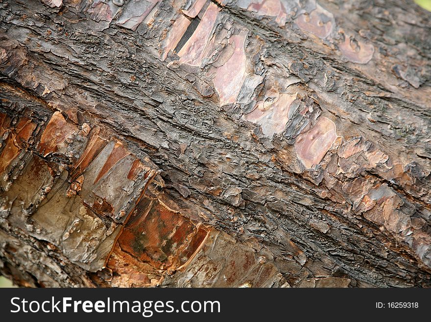 Bark tree makes an original texture