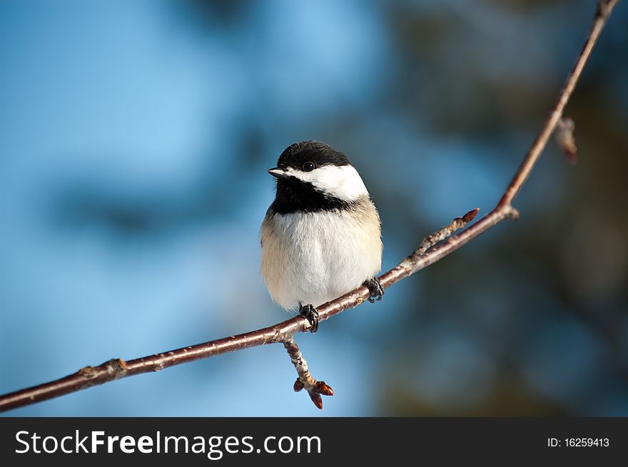 A Black-Capped Chickadee perched on a small branch in winter. A Black-Capped Chickadee perched on a small branch in winter.