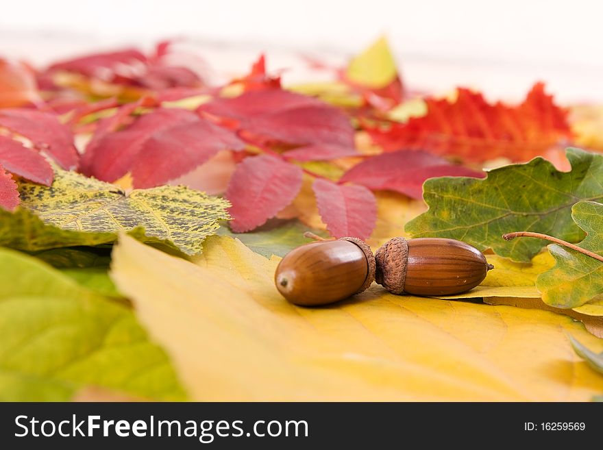 Fallen autumn leaves, composition of leaves, autumn background