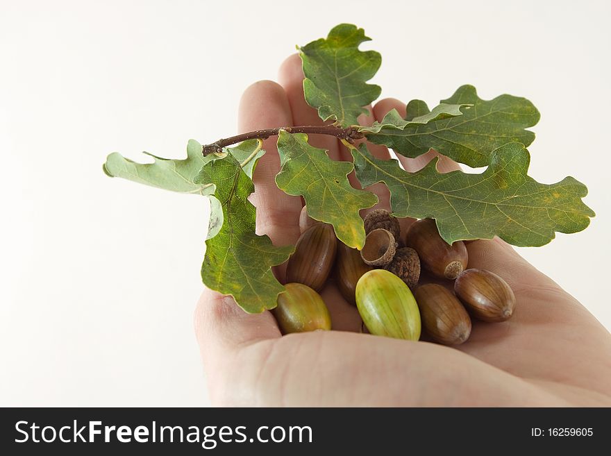 Acorns With An Oak Leaves On A Hand