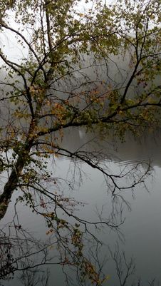 Tree, Lake, Pond Magic Of Nature, Lake, Beauty Of Life. Royalty Free Stock Photo Tree, Lake, Pond Magic Of Nature, Lake, Beauty Of Life. Royalty Free Stock Photo