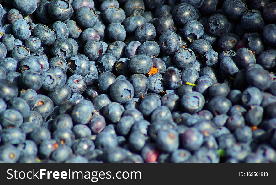 Blueberries, Farmers Market, Town Square, Jackson, Wyoming