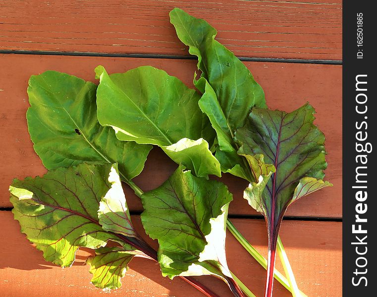 Fresh Beet Greens