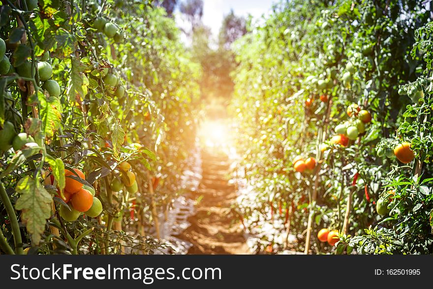 Branch of fresh tomatoes hanging on trees in organic farm, Bali island. Organic tomato plantation. Indonesia. Branch of fresh tomatoes hanging on trees in organic farm, Bali island. Organic tomato plantation. Indonesia.