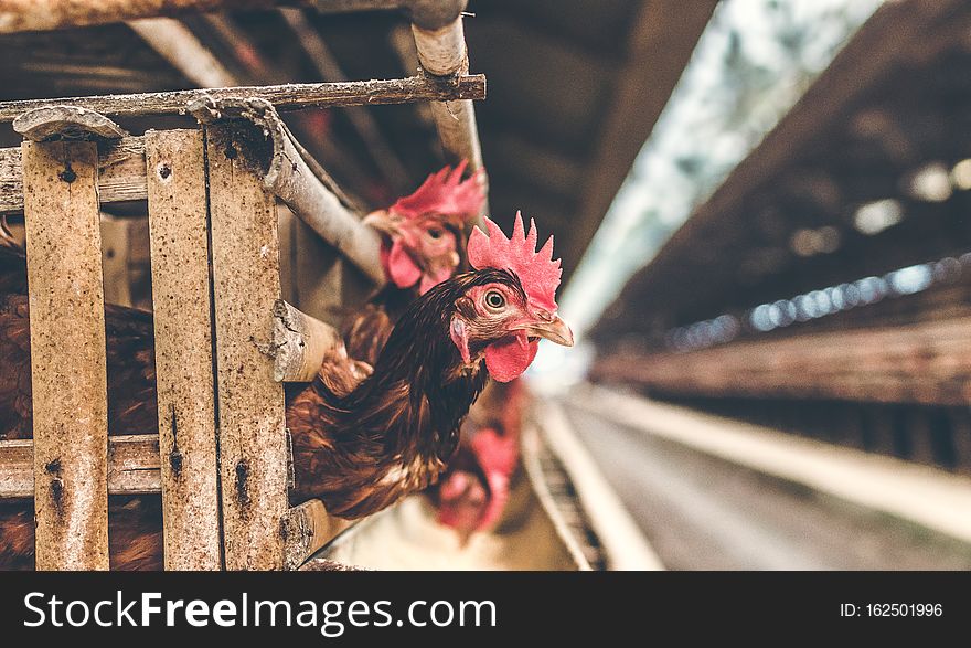 Chickens In The Cage On Chicken Farm. Chicken Eggs Farm.