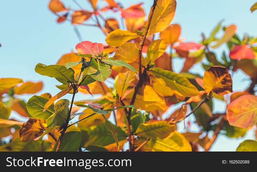 Red, Green Orange Autumn Leaves Background. Tropical Leaves Background. Bali Island, Indonesia.