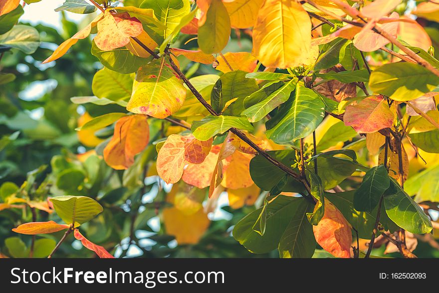 Red, Green Orange Autumn Leaves Background. Tropical leaves background. Bali island, Indonesia.