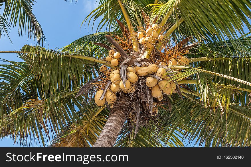 Coconuts on a coconut palm, Bali island. Indonesia. Asia.