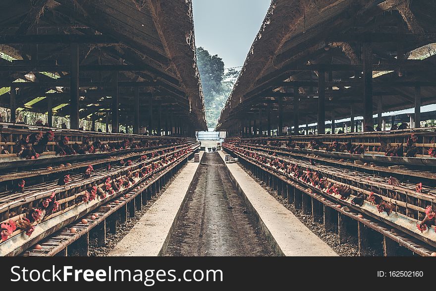 Chickens In The Cage On Chicken Farm. Chicken Eggs Farm.