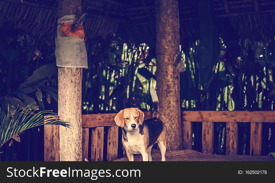 Portrait of cute female beagle dog.