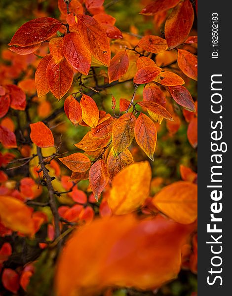 Red and Orange Autumn Leaves Background.