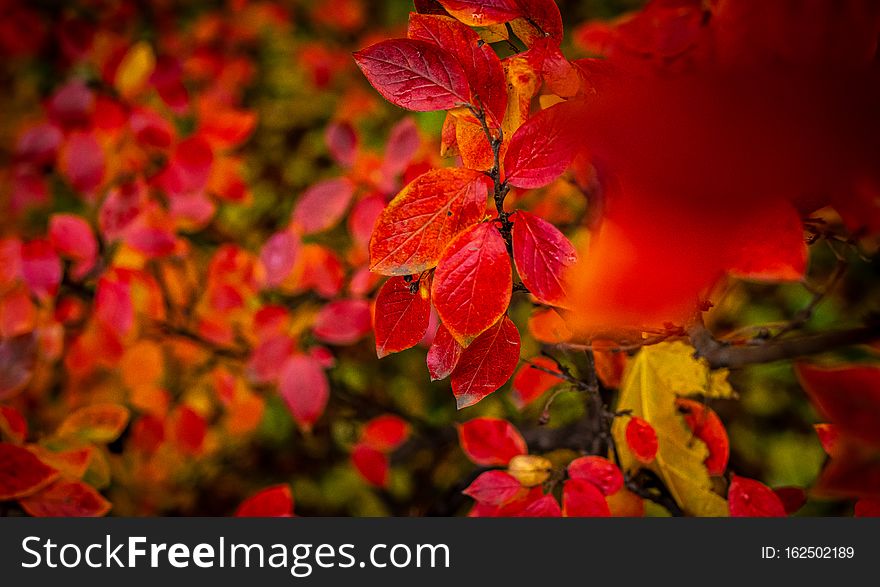 Red And Orange Autumn Leaves Background.