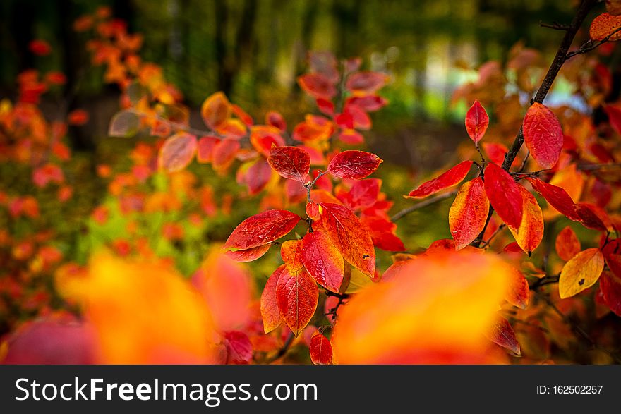 Red and Orange Autumn Leaves Background.