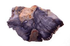 Petrified Wood Stock Photography Petrified Wood Stock Photography
