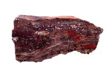 Petrified Wood Royalty Free Stock Photos Petrified Wood Royalty Free Stock Photos